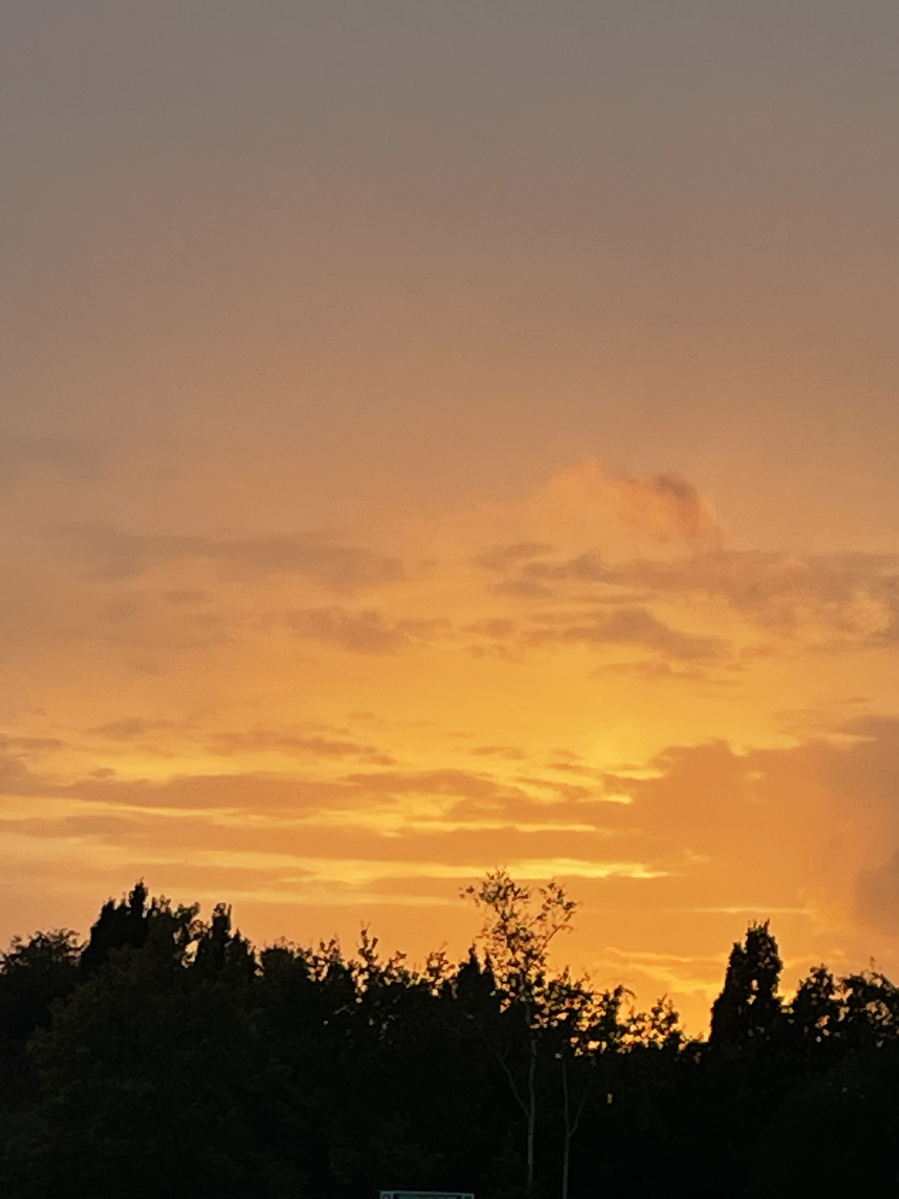 A lovely really orange sunset near some shadowed out trees